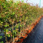 Okrasná jabloň (Malus) ´COCCINELLA´ - výška 140-170 cm, kont. C5L
